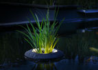 Floating Plant Light 